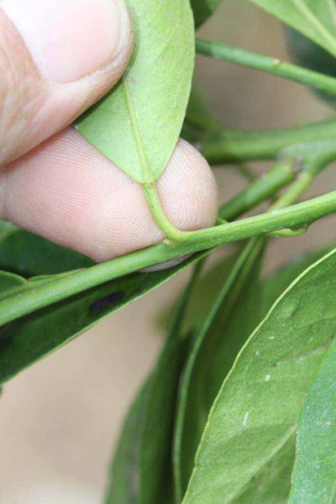              Petiole (Riverside, CA)       